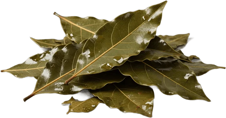 Dried Bay Leaves