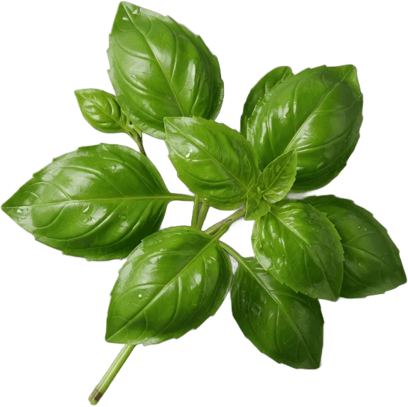 Fresh Basil Leaves