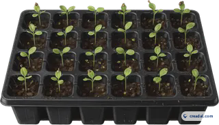 Black Seedling Tray