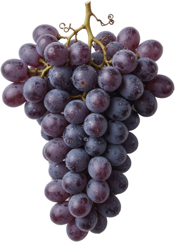 Purple grape bunch