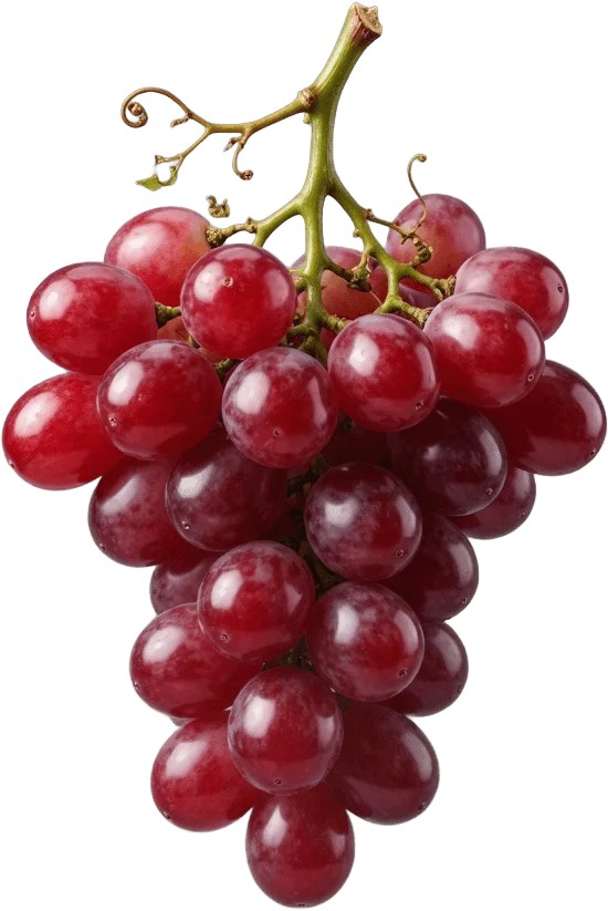 Red Grapes on Vine