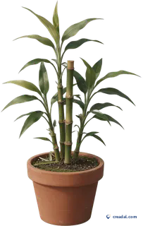 Bambou en pot