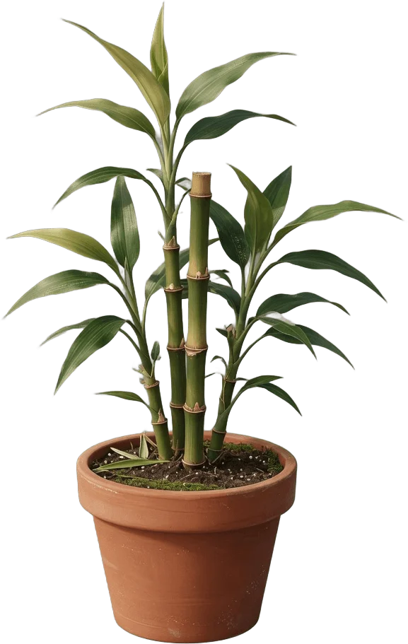 Bambou en pot