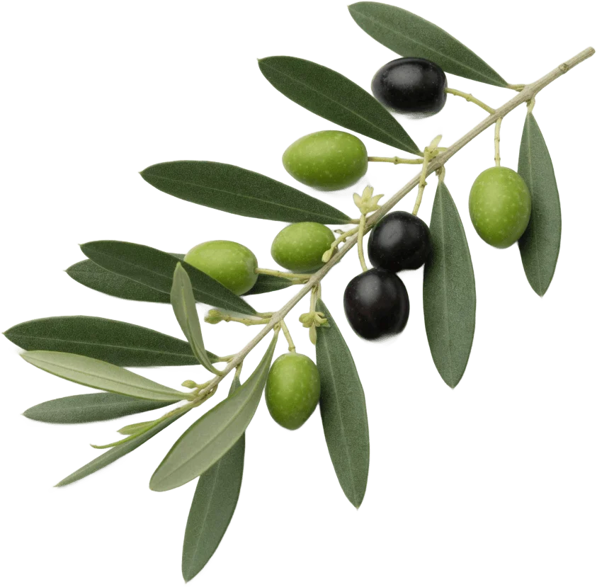 Olive Branch